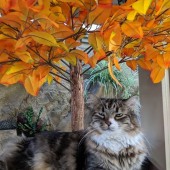 Diesel-with-Fall-Leaves
