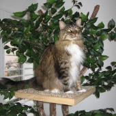 Fletcher'sCat