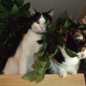 JulieCats