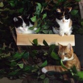 Julieacats