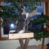 KittyClimbingTree