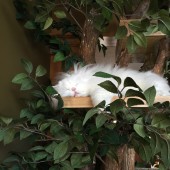 Mr.-Boo-after
