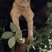 Purrfecting-hanging-out