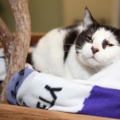 This is comfy