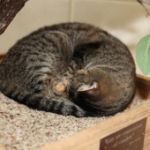 Tucked up