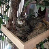 emmett