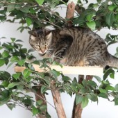 hidingintheleaves