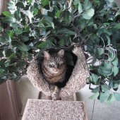 kittytree