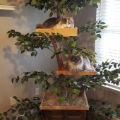 maine coons granger  laredo