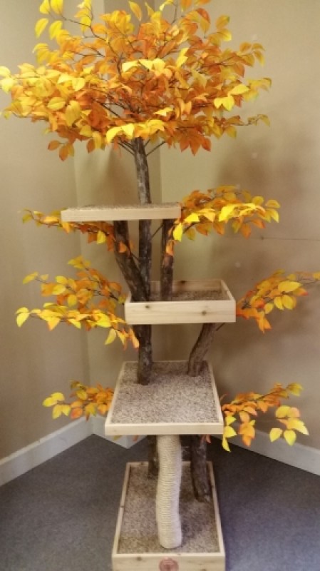 Autumn Foliage