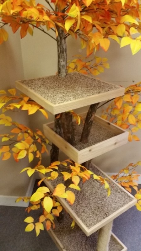 Autumn Foliage