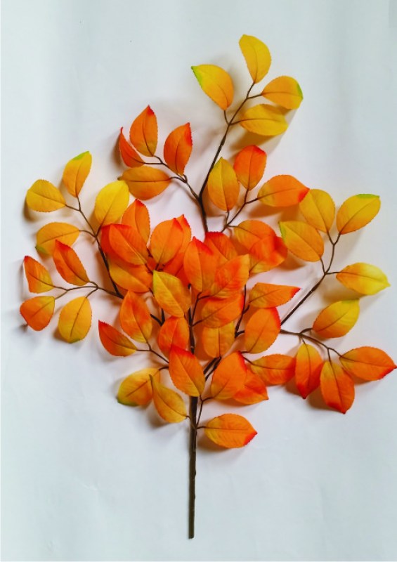 Autumn Foliage