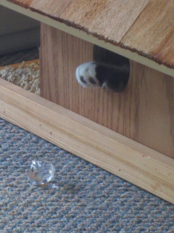 Upgrade:  Paw Ports