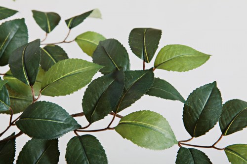 Replacement: Foliage